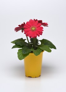 deep_rose_light_eye (1)